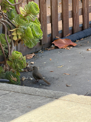 iNaturalist observation photo