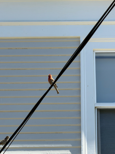 Observation photo