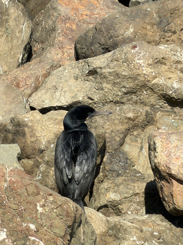 Observation photo