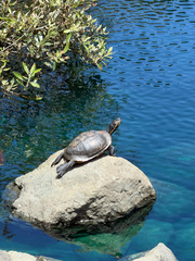 iNaturalist observation photo