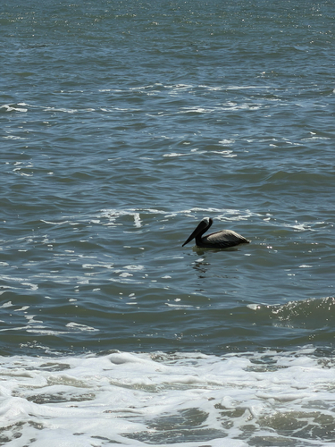 Observation photo