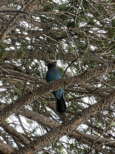iNaturalist observation photo of Steller's Jay