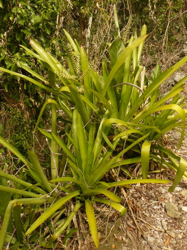 West Indian livingvase (Aechmea lingulata)