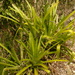 Wittmackia lingulata - Photo (c) Tammo Reichgelt, όλα τα δικαιώματα διατηρούνται