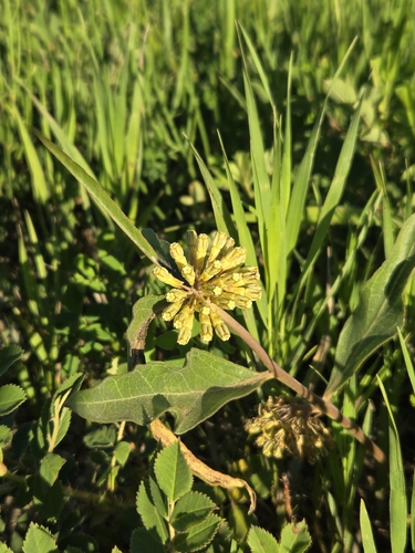 green comet milkweed