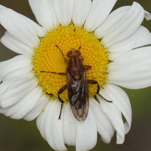 Black-bristled Logsitter