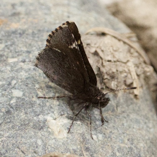 Common Roadside-Skipper