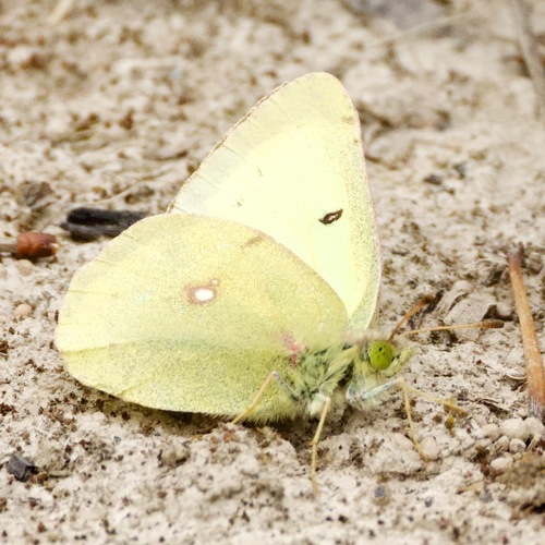 Clouded Sulphur