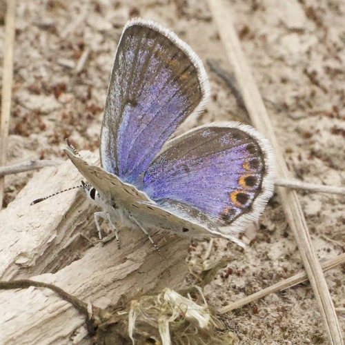 Northern Blue