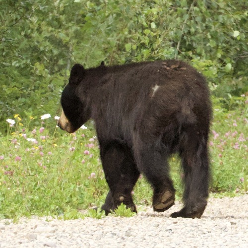 American Black Bear