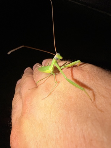 European Mantis