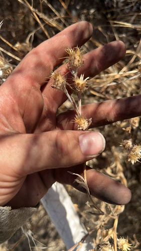 iNaturalist observation photo of Maltese star-thistle