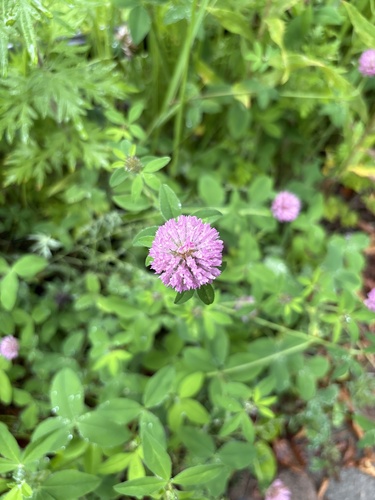 Red Clover