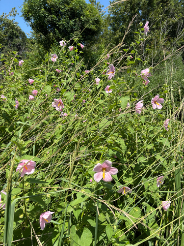 Saltmarsh mallow