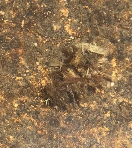 iNaturalist observation photo of Caddisflies
