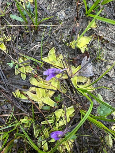 Common Butterwort
