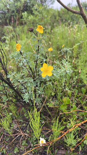 shrubby cinquefoil