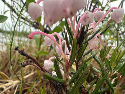 Wild Rosemary