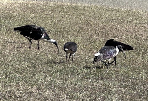 Straw-necked Ibis