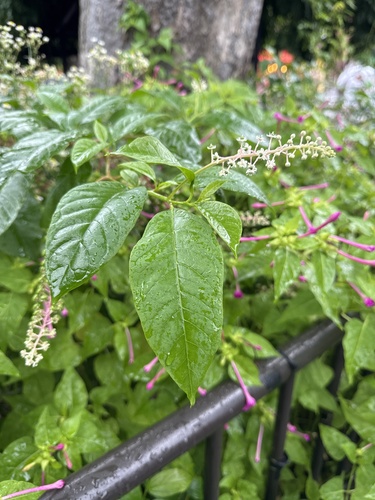 American pokeweed