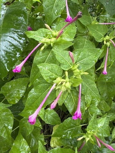 marvel of Peru