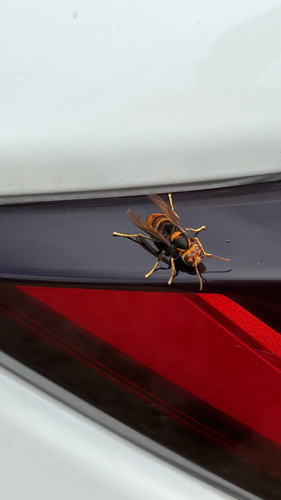 Yellow-legged Hornet