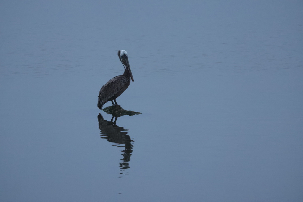 California Brown Pelican