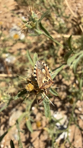 Variegated Fruit Bug