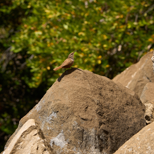 iNaturalist observation photo of Canyon Wren