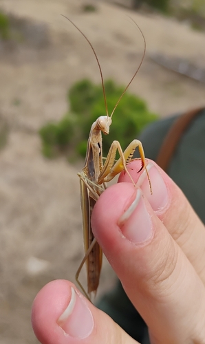 iNaturalist observation photo of European Mantis