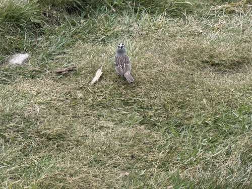 iNaturalist observation photo of White-crowned Sparrow
