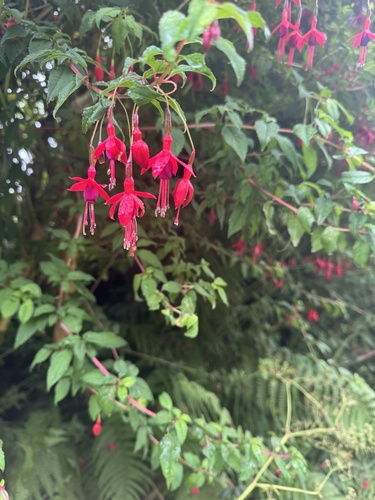 Hardy Fuchsia