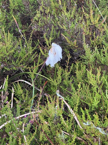 Common Cottongrass