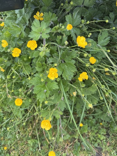 Creeping buttercup