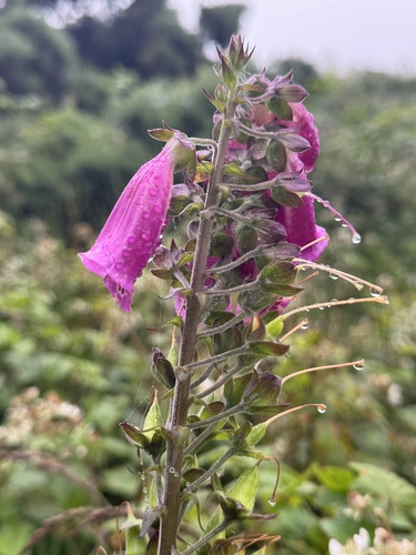 purple foxglove