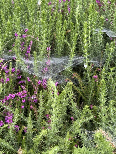 Bell Heather