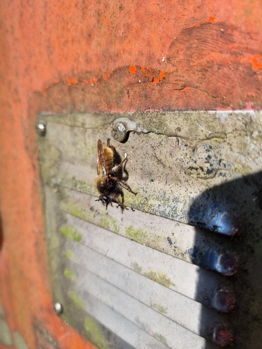 bumblebee robberfly