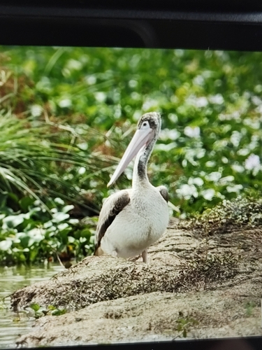 Spot-billed Pelican