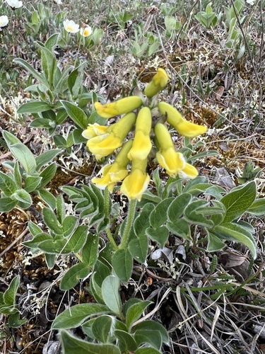 Tundra Milkvetch