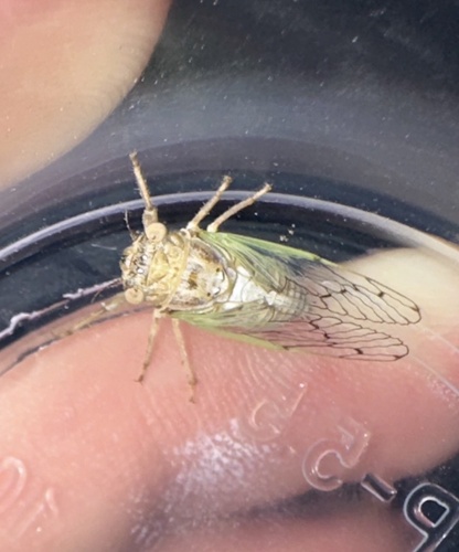 Aridland Cicada