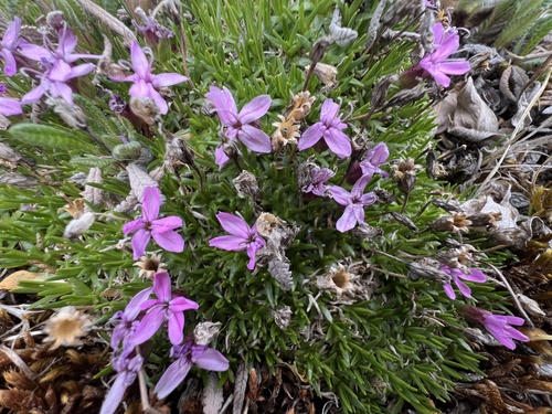 Moss Campion