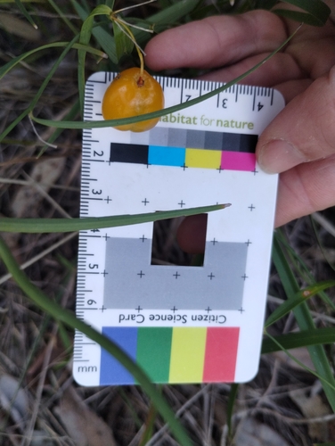 Wombat Berry