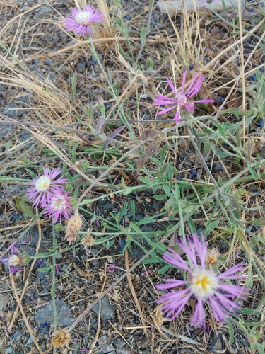 morocco knapweed