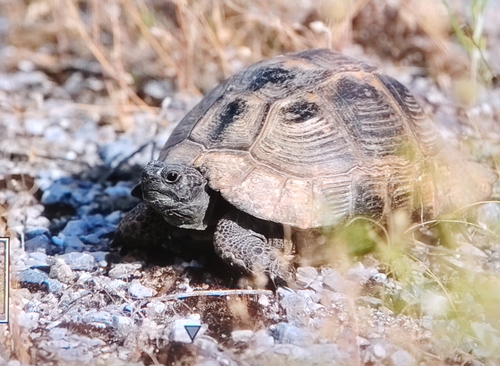 Marginated Tortoise
