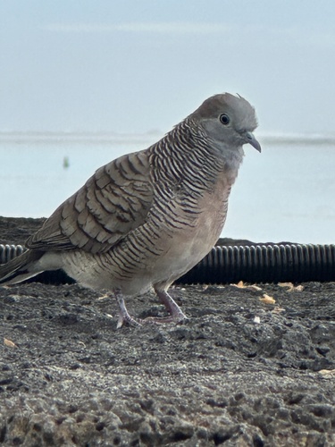 Zebra Dove