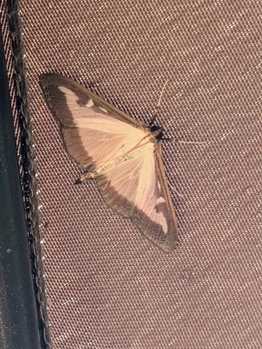 Box Tree Moth
