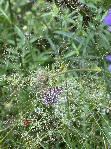 Latticed Heath