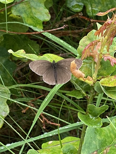 Ringlet
