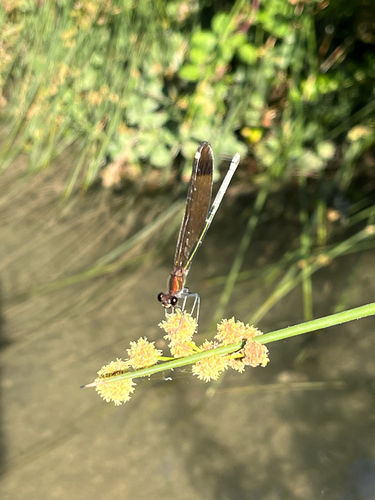 Copper Demoiselle