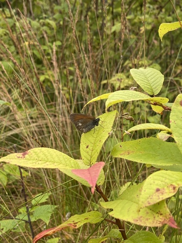 Chestnut Heath